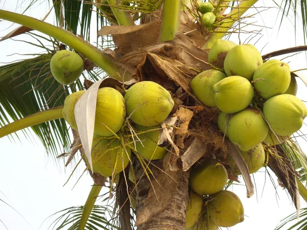 Albero di cocco — Foto Stock