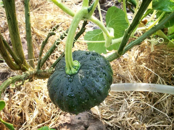 Calabazas verdes — Foto de Stock