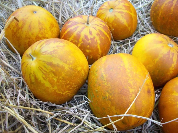 Melão verde - fruto asiático — Fotografia de Stock