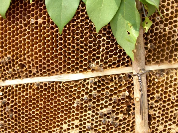 Bienenwaben — Stockfoto