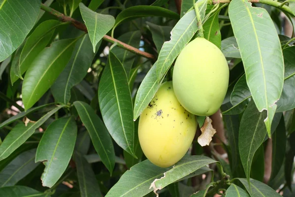 Fruits de prune mariale — Photo