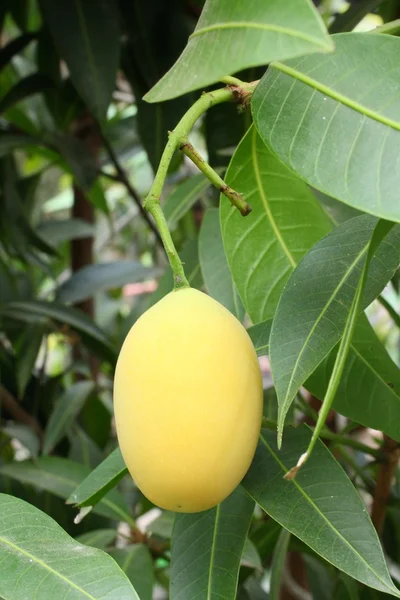 Marian plommon frukt — Stockfoto