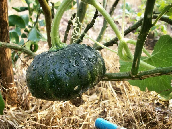 Green pumpkins — Stock Photo, Image