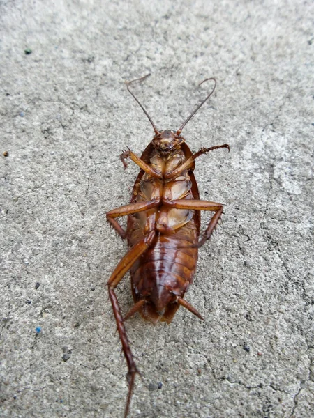 Cucaracha — Foto de Stock