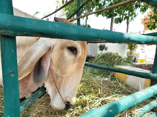 Vaca em um estábulo — Fotografia de Stock