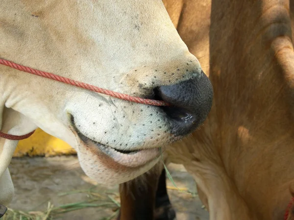 Kráva ve stáji — Stock fotografie