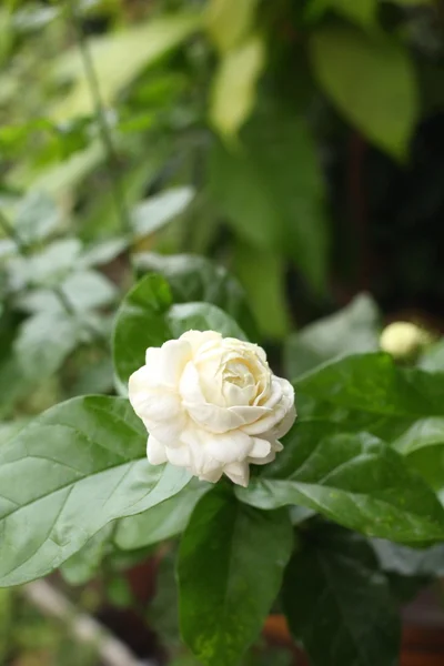 Цветок Жасмин — стоковое фото