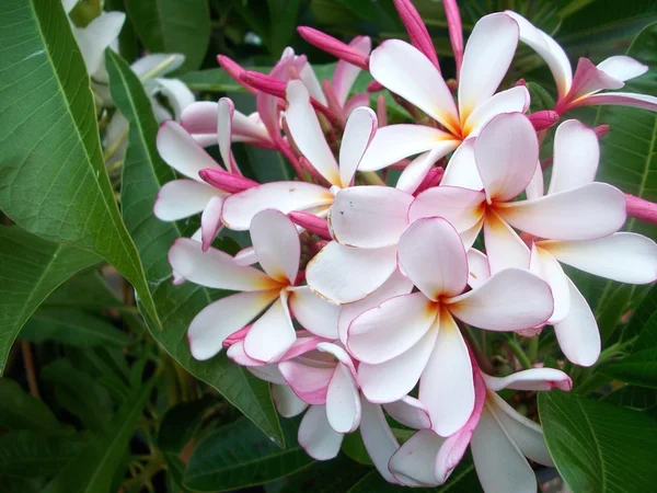 Blomst av hvit Frangipani – stockfoto