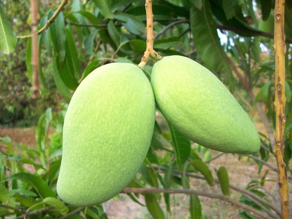 Mango — Stock Photo, Image