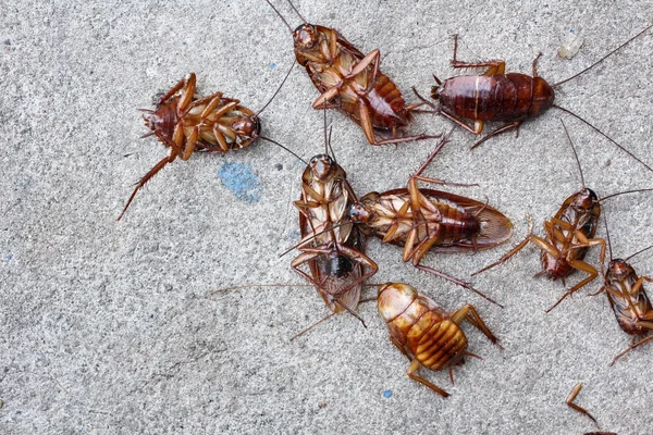 Cockroach — Stock Photo, Image