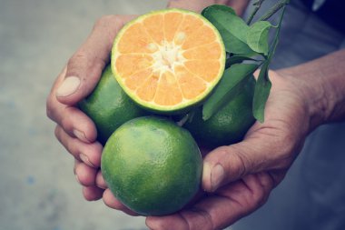 Olgun portakal meyveler