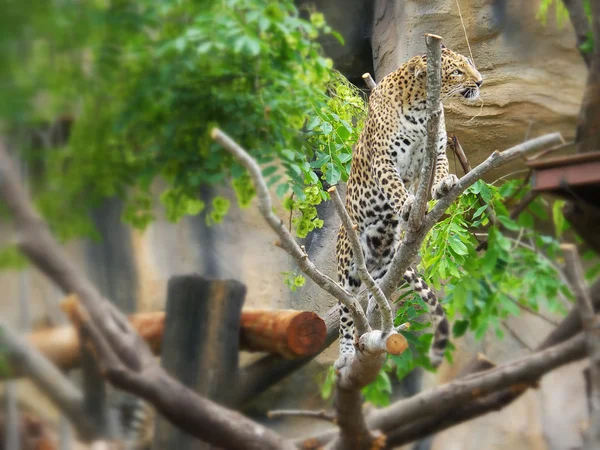 Jaguar tigris — Stock Fotó