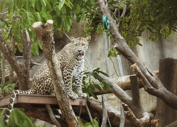 Jaguar kaplan — Stok fotoğraf