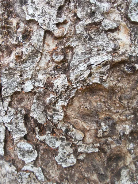 Old wood on tree — Stock Photo, Image