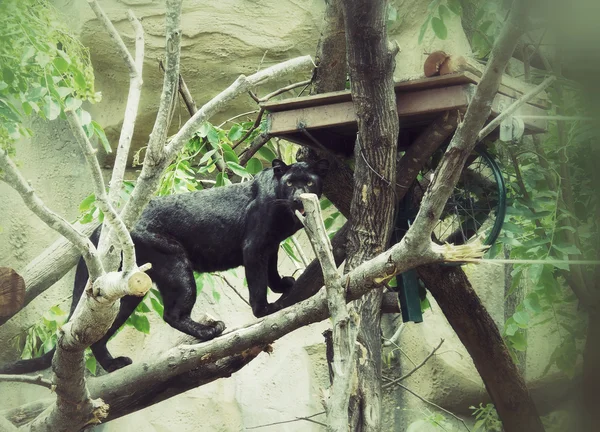 Tigre de Jaguar — Foto de Stock