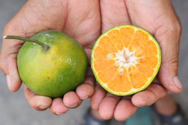 Olgun portakal meyveler