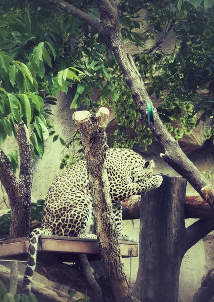 Jaguar kaplan — Stok fotoğraf