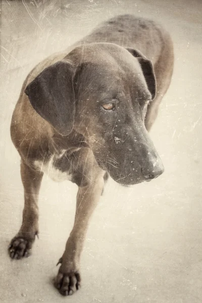 Hund söker — Stockfoto