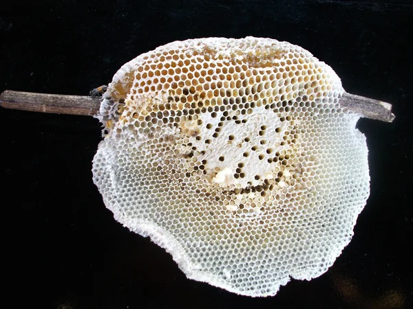 Honeycomb — Stock Photo, Image