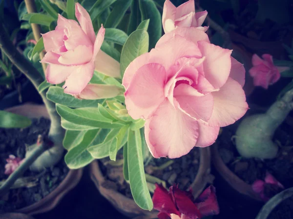 임 팔 라 릴리 Adenium — 스톡 사진