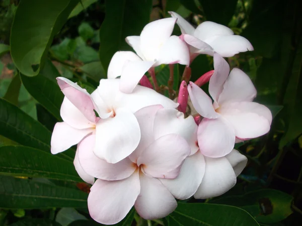 Blomst av hvit Frangipani – stockfoto
