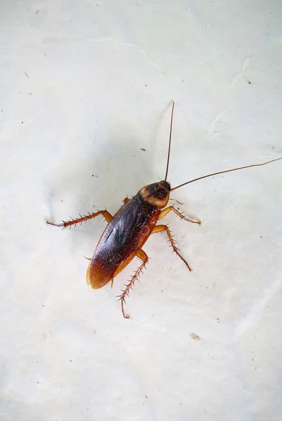 Cucaracha — Foto de Stock