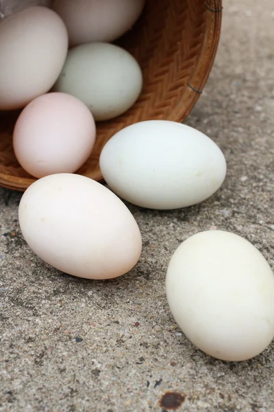 Eggs — Stock Photo, Image