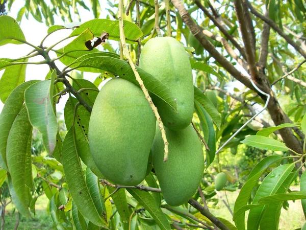 Mango — Stock Photo, Image