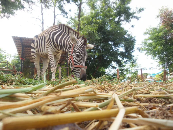 Zebra comendo grama — Fotografia de Stock