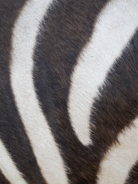 Zebra fur background — Stock Photo, Image