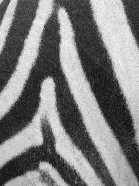 Zebra pele fundo — Fotografia de Stock