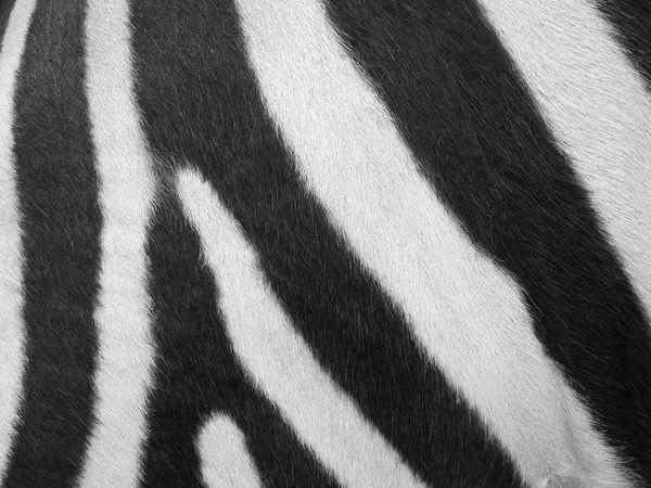 Zebra fur background — Stock Photo, Image