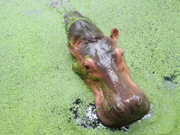 Hipopopotam — Zdjęcie stockowe