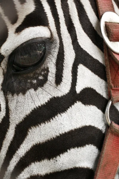 Zebraauge — Stockfoto