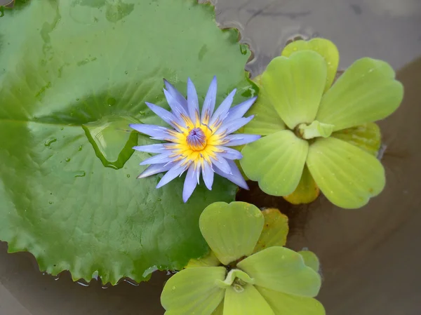 Lotusblüte — Stockfoto