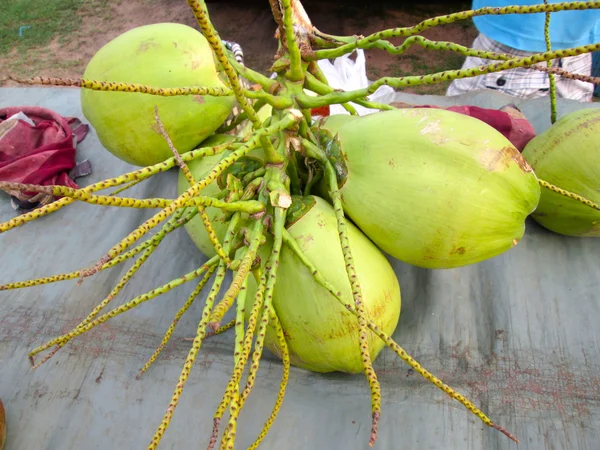 Noci di cocco — Foto Stock