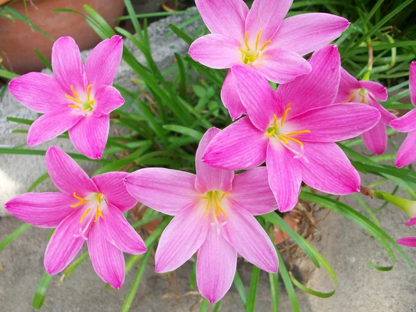 Flor rosa de petunias — Foto de Stock