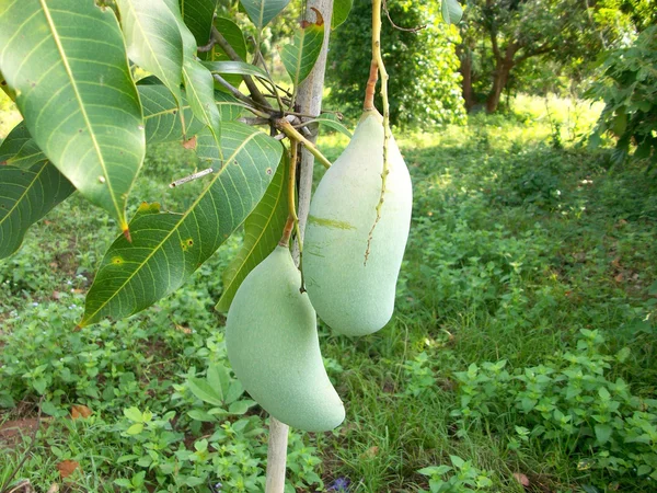 Mangga — Stok Foto