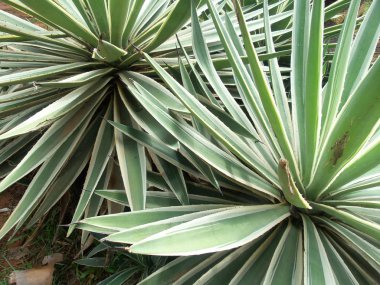 Sisal 