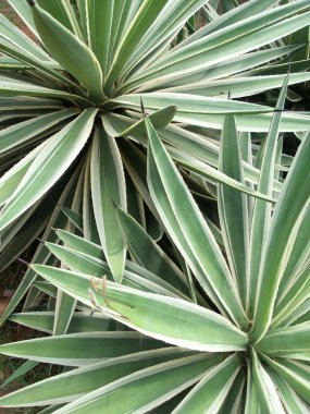 Sisal 
