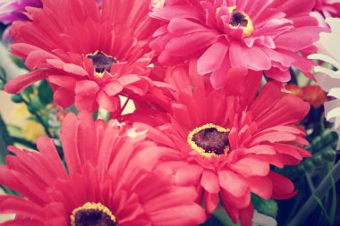 Vintage gerbera 
