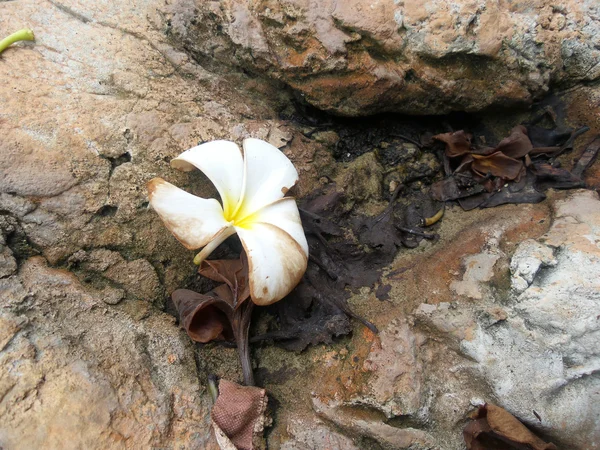 Flor branca de Frangipani — Fotografia de Stock