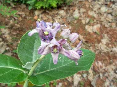 Dev Hint süt kardeş