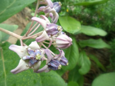 Dev Hint süt kardeş