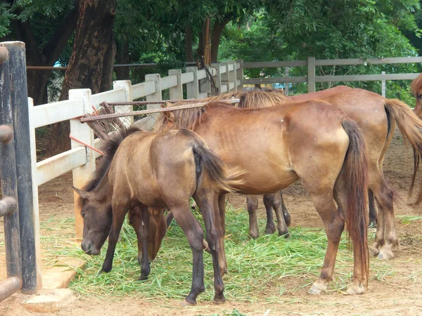 Cavalo — Fotografia de Stock