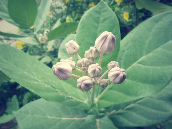 Milkweed indiano gigante — Fotografia de Stock