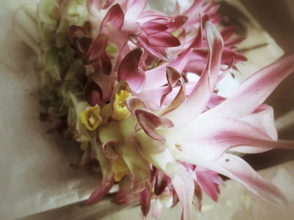 Рожева лілія квітка — стокове фото