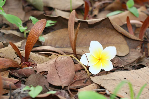 White frangipani flower — Stock Photo, Image