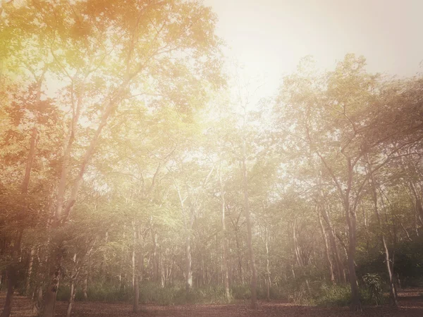 Beleza de floresta de outono — Fotografia de Stock