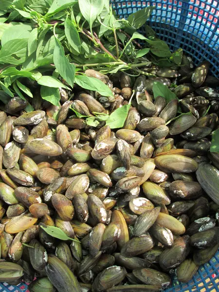Mussel — Stock Photo, Image